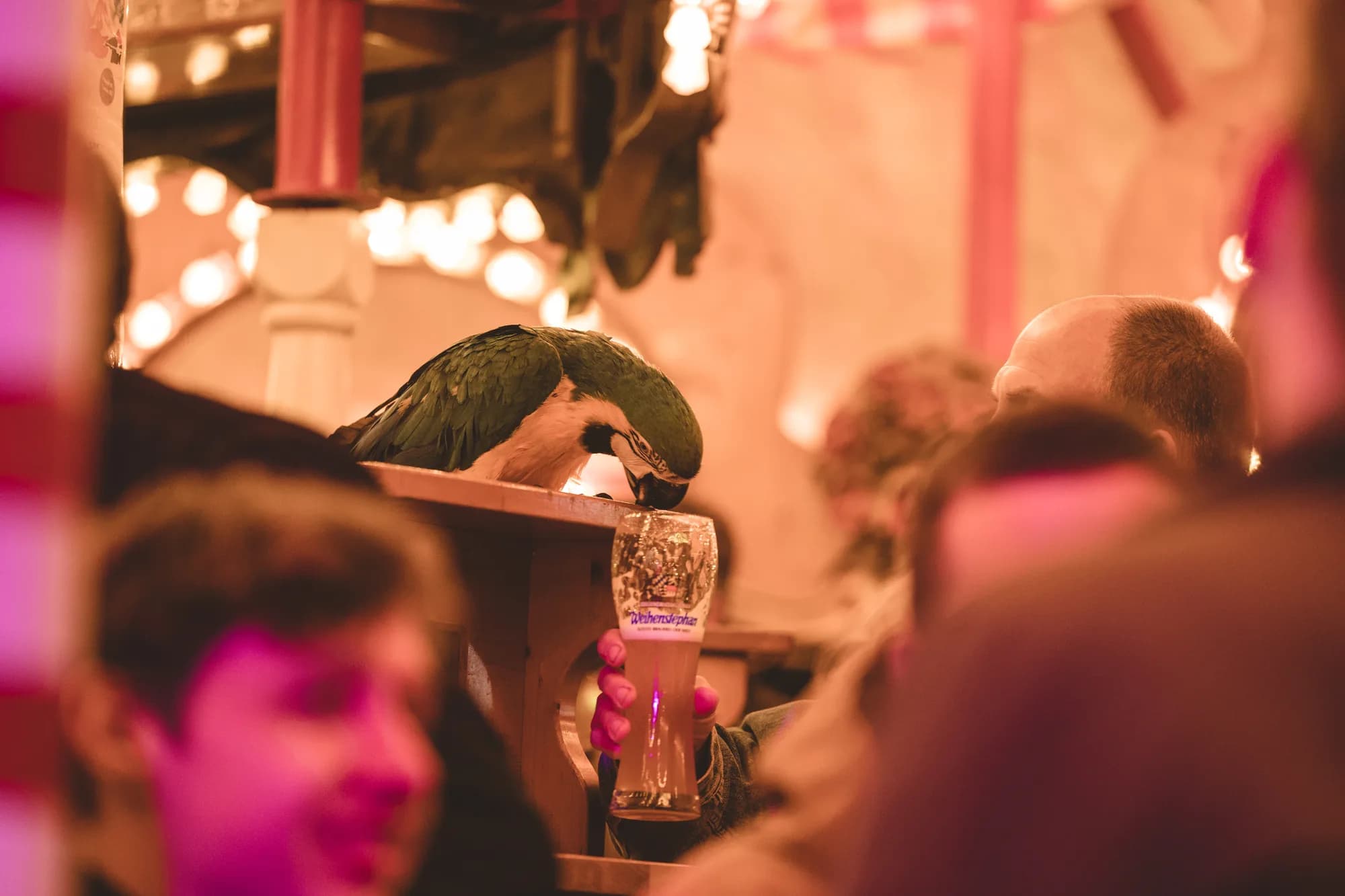 A green macaw parrot perched on a wooden bar counter looking down at a glass of beer held by a festival-goer.