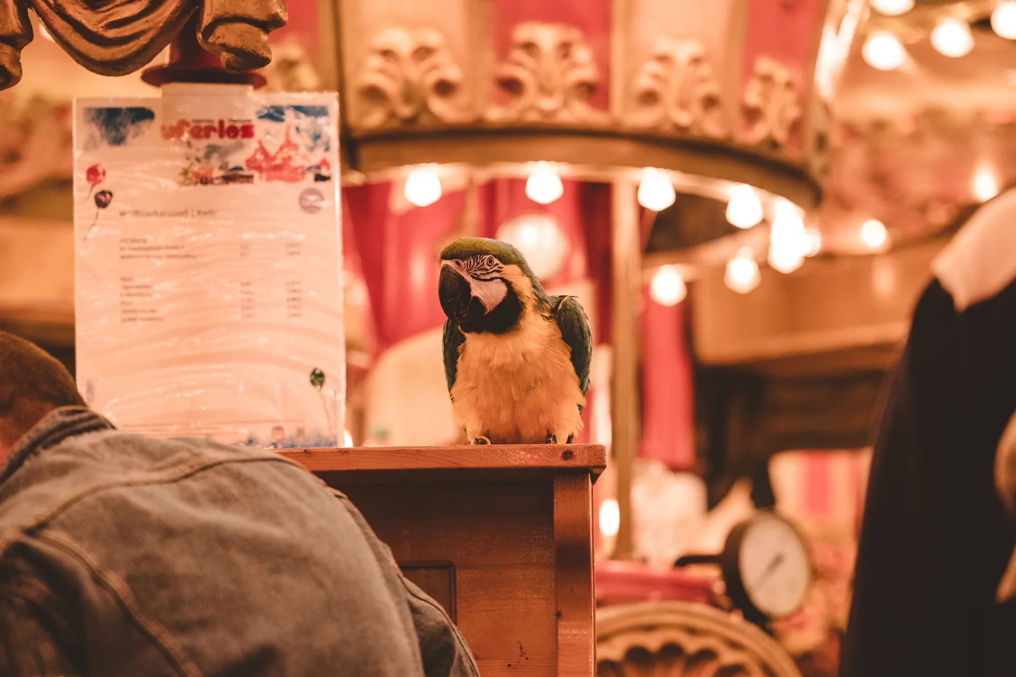 A green and yellow macaw parrot perched on a wooden carousel structure with warm lights in the background.