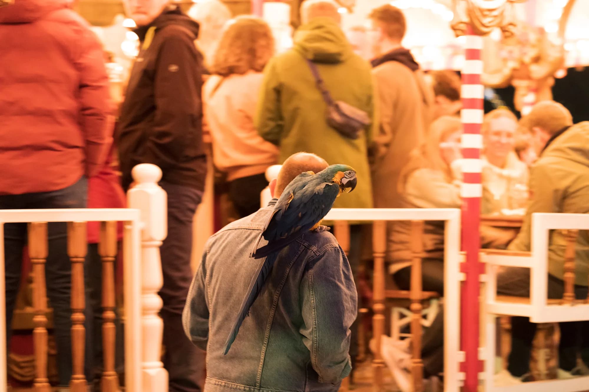 A blue and yellow macaw parrot perched on the shoulder of a person in a denim jacket at a festival.